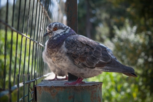 Атина забележителности