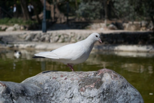 Атина забележителности