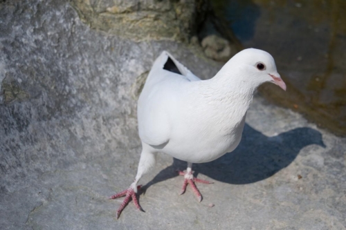 Атина забележителности