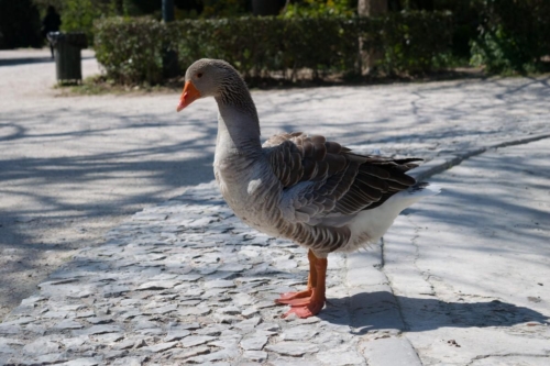 Атина забележителности