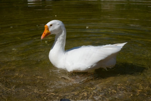 Атина забележителности