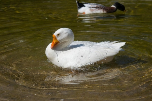 Атина забележителности