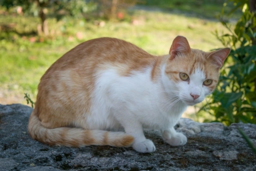 Атина забележителности