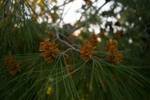 Атина забележителности