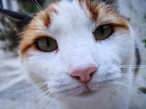 Атина забележителности