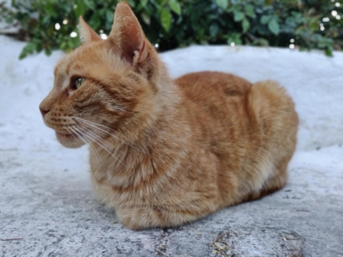 Атина забележителности