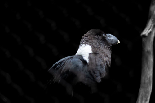 София - Белград с кола