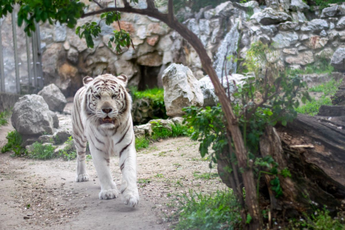 София - Белград с кола