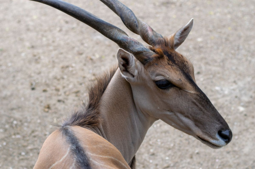 София - Белград с кола