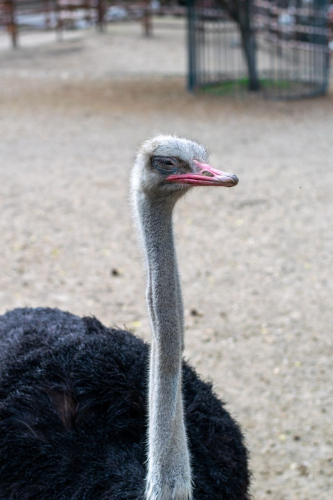 София - Белград с кола