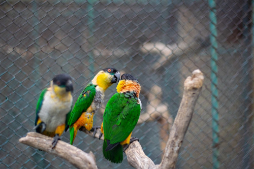 София - Белград с кола