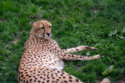 София - Белград с кола