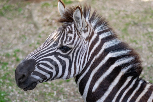 София - Белград с кола