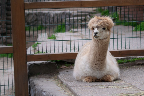 София - Белград с кола