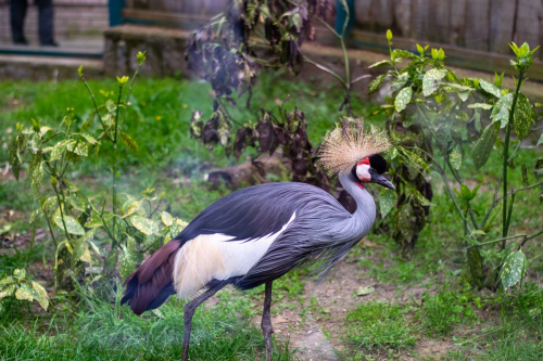 София - Белград с кола