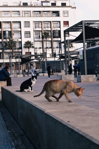 забележителности в Казабланка
