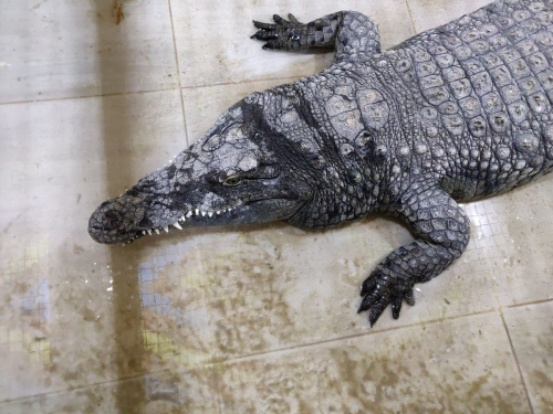 Египет забележителности