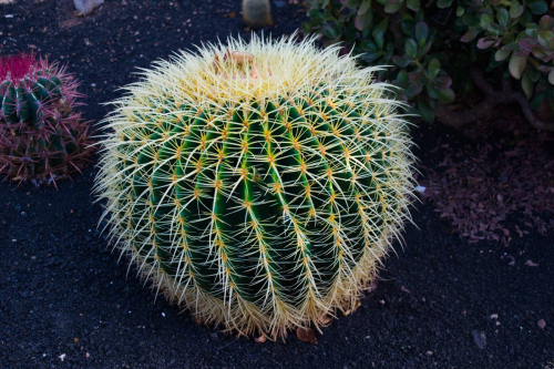 забележителности в Лансароте