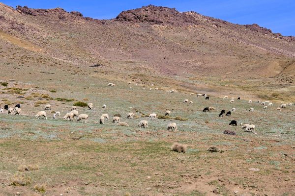 с кола из Мароко