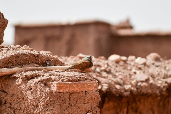 с кола из Мароко