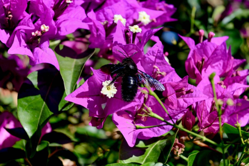 забележителности в Таормина