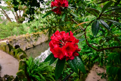 Синтра - Кинта да Регалейра