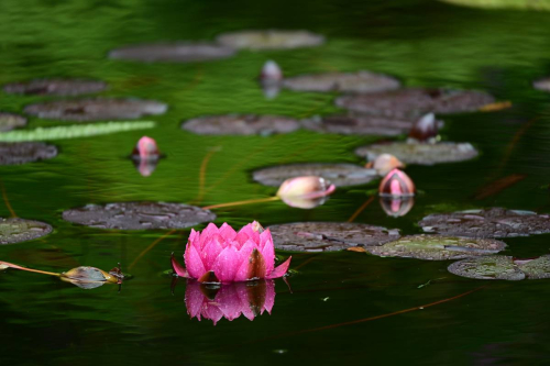 Синтра - Дворецът Монсерат