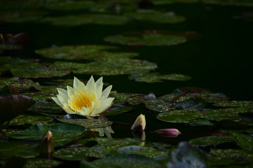 Синтра - Дворецът Монсерат