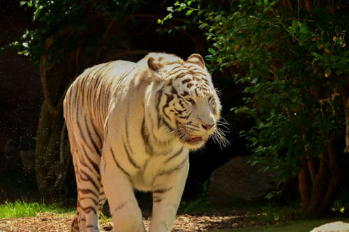забележителности на Tенерифе