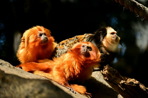 забележителности на Tенерифе