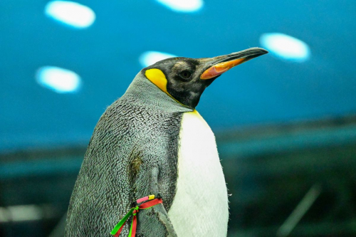 забележителности на Tенерифе