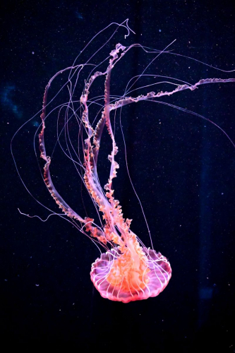 забележителности на Tенерифе