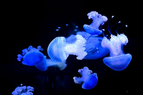 забележителности на Tенерифе