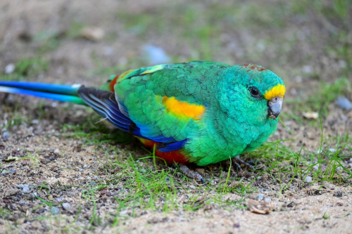 забележителности на Tенерифе