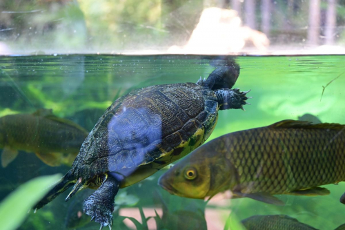 забележителности на Tенерифе