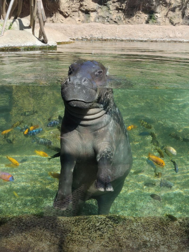 забележителности на Tенерифе