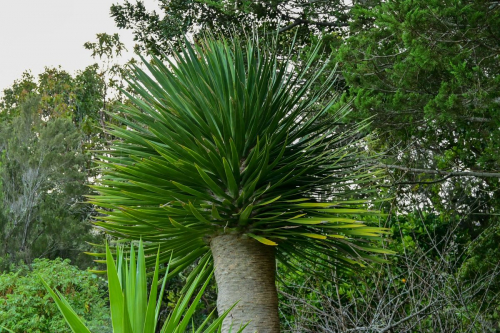 забележителности на Tенерифе