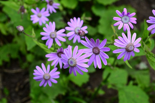 забележителности на Tенерифе