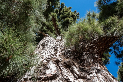 забележителности на Tенерифе