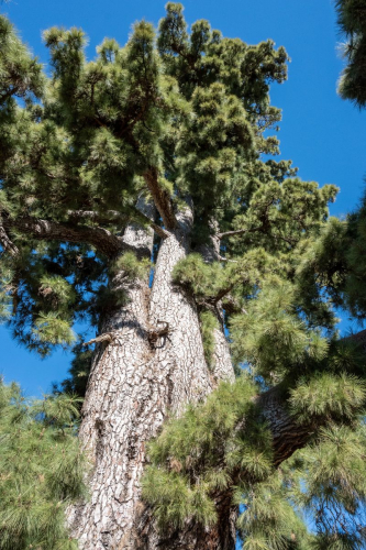 забележителности на Tенерифе