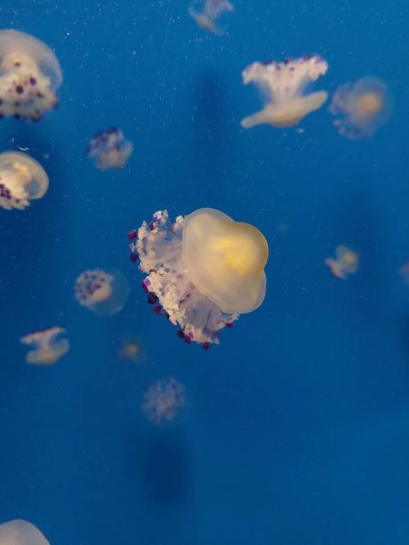 Аквариумът Океанографик във Валенсия