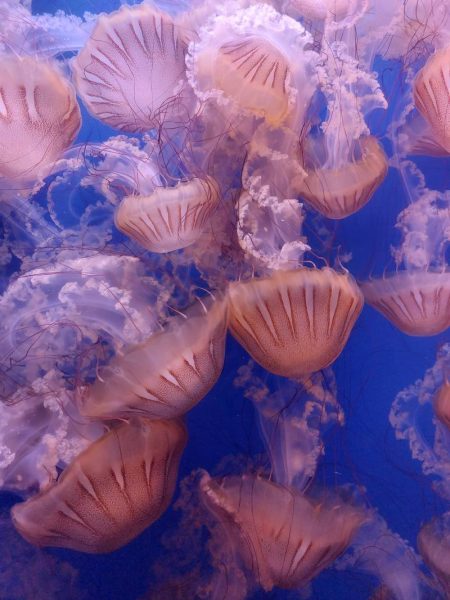 Аквариумът Океанографик във Валенсия