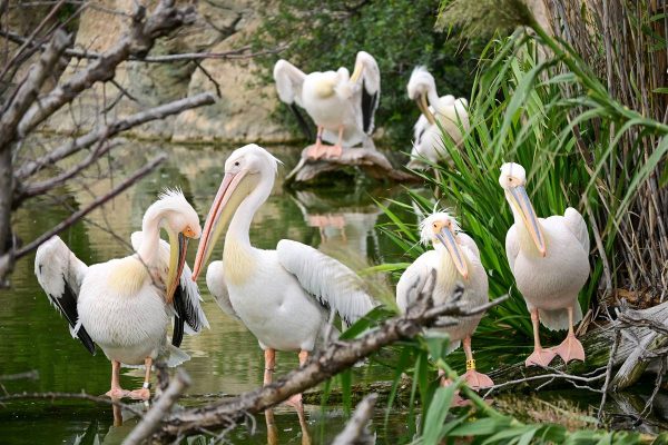 Аквариумът Океанографик във Валенсия