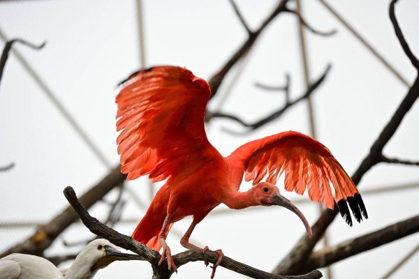 Аквариумът Океанографик във Валенсия
