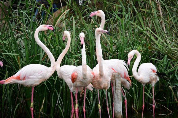 Аквариумът Океанографик във Валенсия