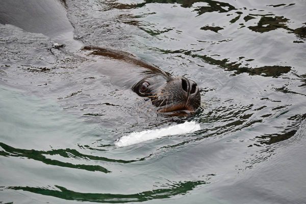 Аквариумът Океанографик във Валенсия