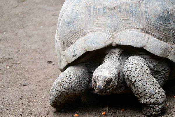 Аквариумът Океанографик във Валенсия