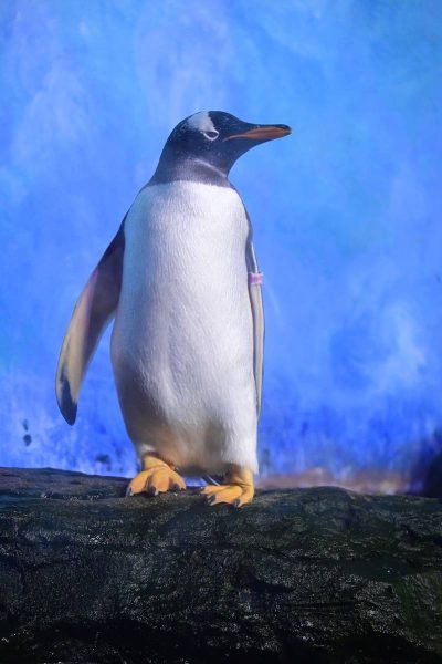 Аквариумът Океанографик във Валенсия