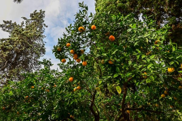 Кралските градини на Валенсия