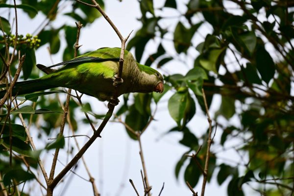 Градините Турия, Валенсия